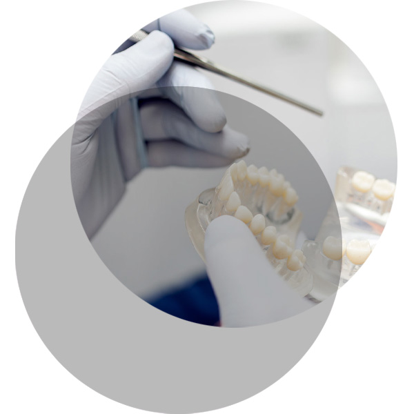 Modellgebiss zur Veranschaulichung von Zahnersatz in der Praxis Dr. Waubke